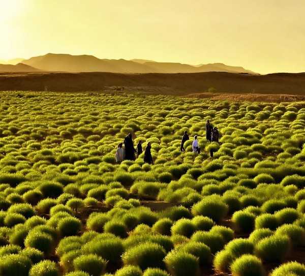 中国孜然种植带的香韵探寻